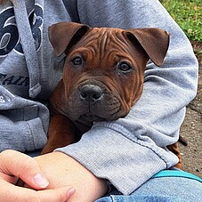 Foto eines Hundewelpen im Schoß eines Kindes