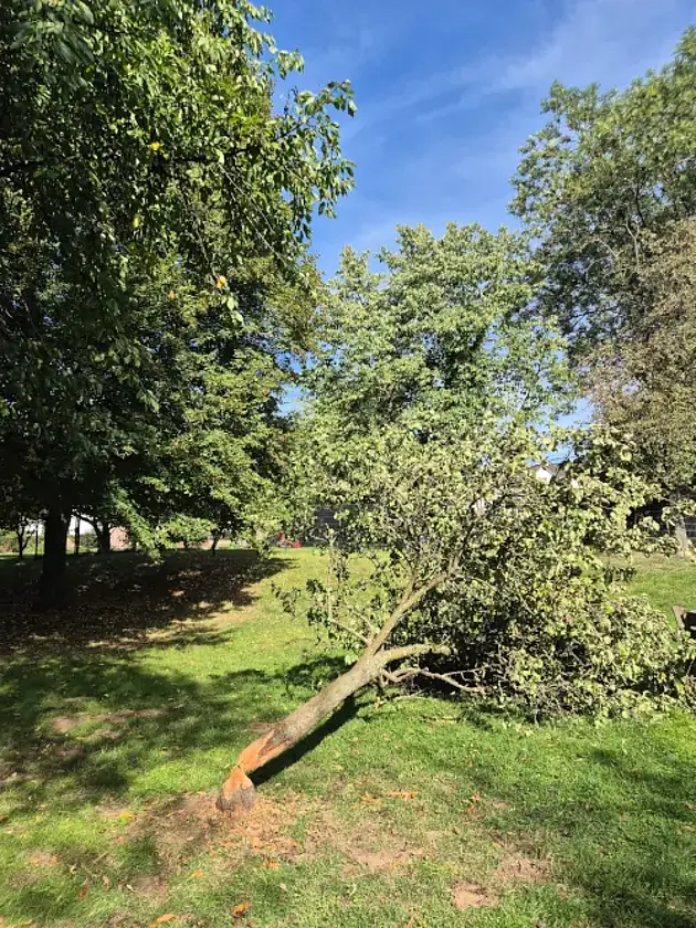 Ein von einem Bieber gefällter Baum liegt auf einer Wiese