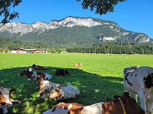 Kühe auf einer Weide