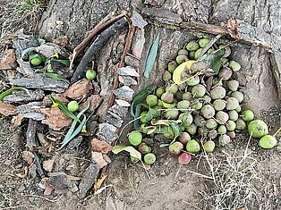 Ein kleines Insektenhotel bestehend aus Stöckern und Früchten wurde am Fuße eines Baums gebaut