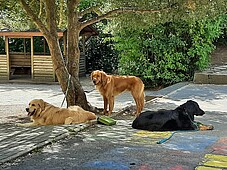 Mehrere Hunde liegen/stehen unter einem Baum im Schatten