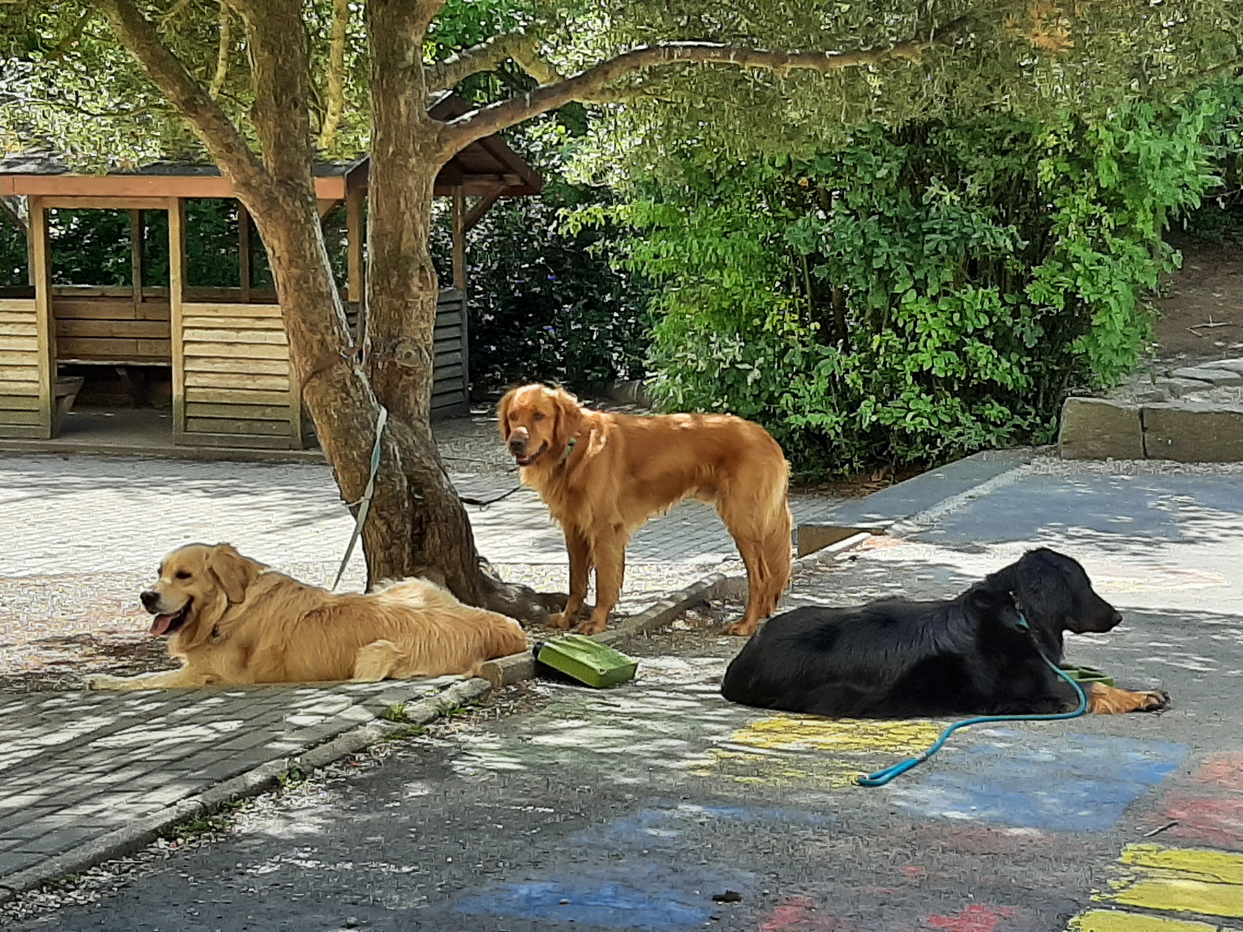 Hunde in der  Sommerferienbetreuung KW 31