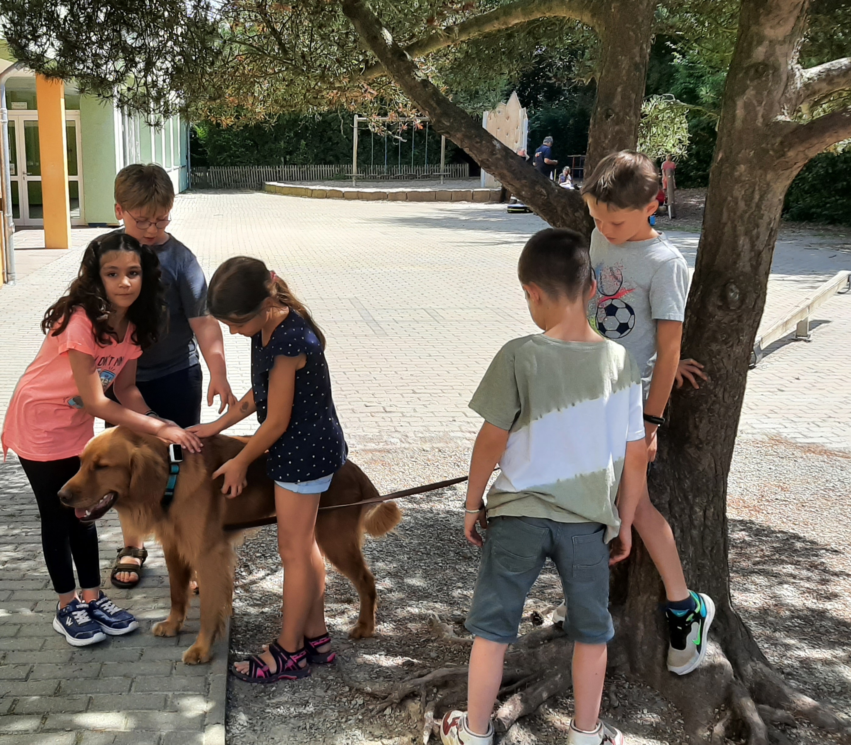 Hunde in der  Sommerferienbetreuung KW 31
