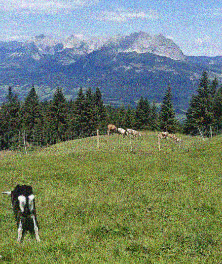 Bild 1, Kuhweide mit Kühen im Vordergrund, Bergpanorama im Hintergrund